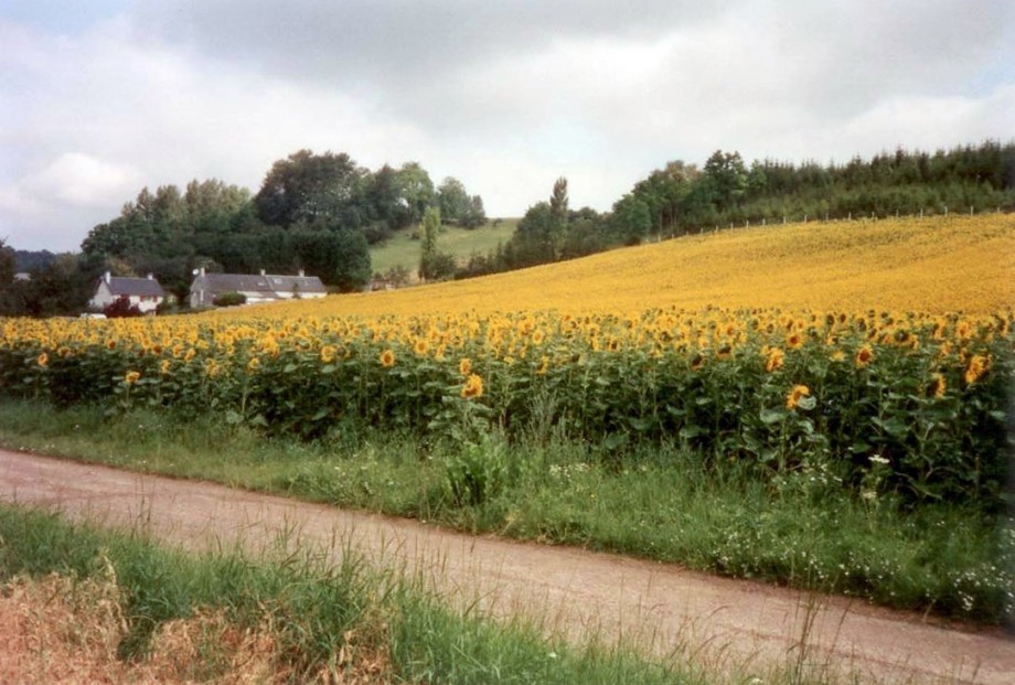 Phototournesol.JPG